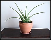 Aloe Vera plant in pot