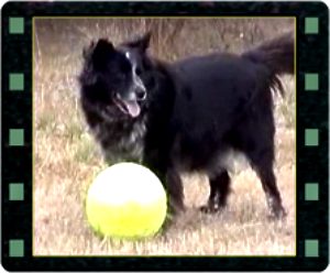 collie dog with soccerball