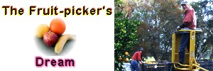 fruit picking