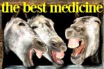 Click here for the latest Focus article laughing donkey