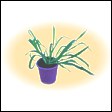 potted plant