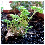 parsley plant