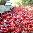 red crabs